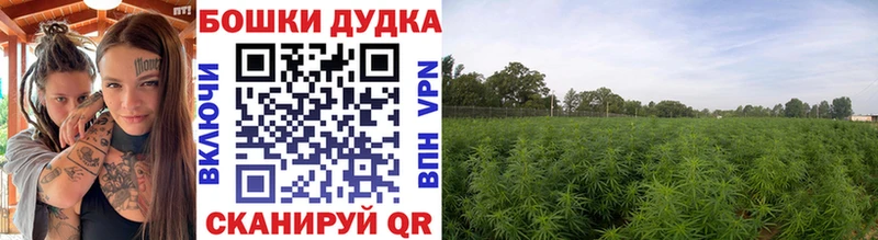 купить наркотики сайты  блэк спрут зеркало  Шишки марихуана план  Ярославль 